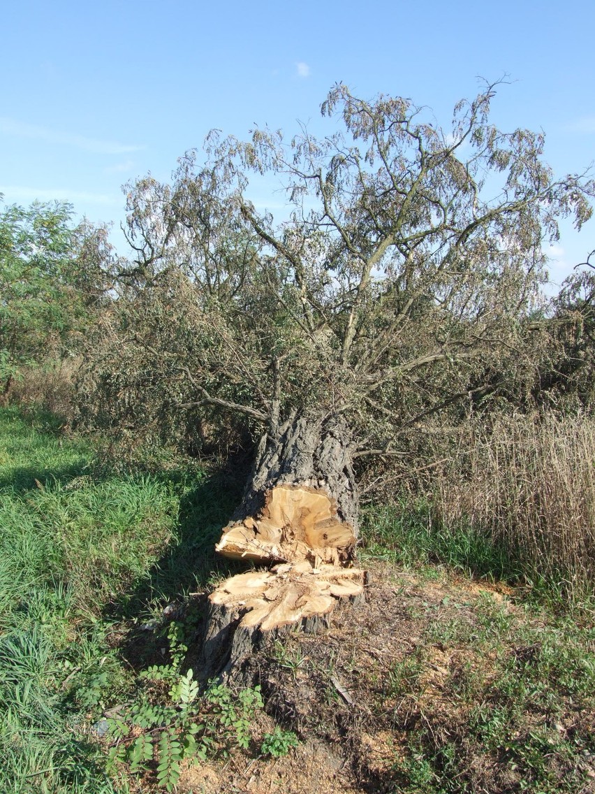 Gm. Działoszyn: Wycięli drzewa, żeby było bezpieczniej
