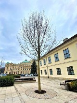 Kraków. Jedyne duże drzewo na placu Świętego Ducha już podmienione