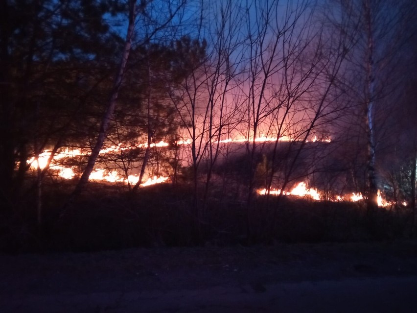 Gmina Wielgomłyny. Pożar suchej trawy w Maksymowie. Ogień doszedł do linii lasu