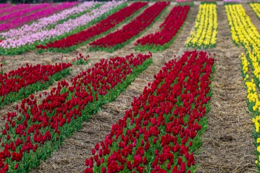 Mieszkańcy gminy Damasławek odwiedzili plantację tulipanów w Chrzypsku Wielkim. To była świetna okazja do zapoznania się z ich hodowlą
