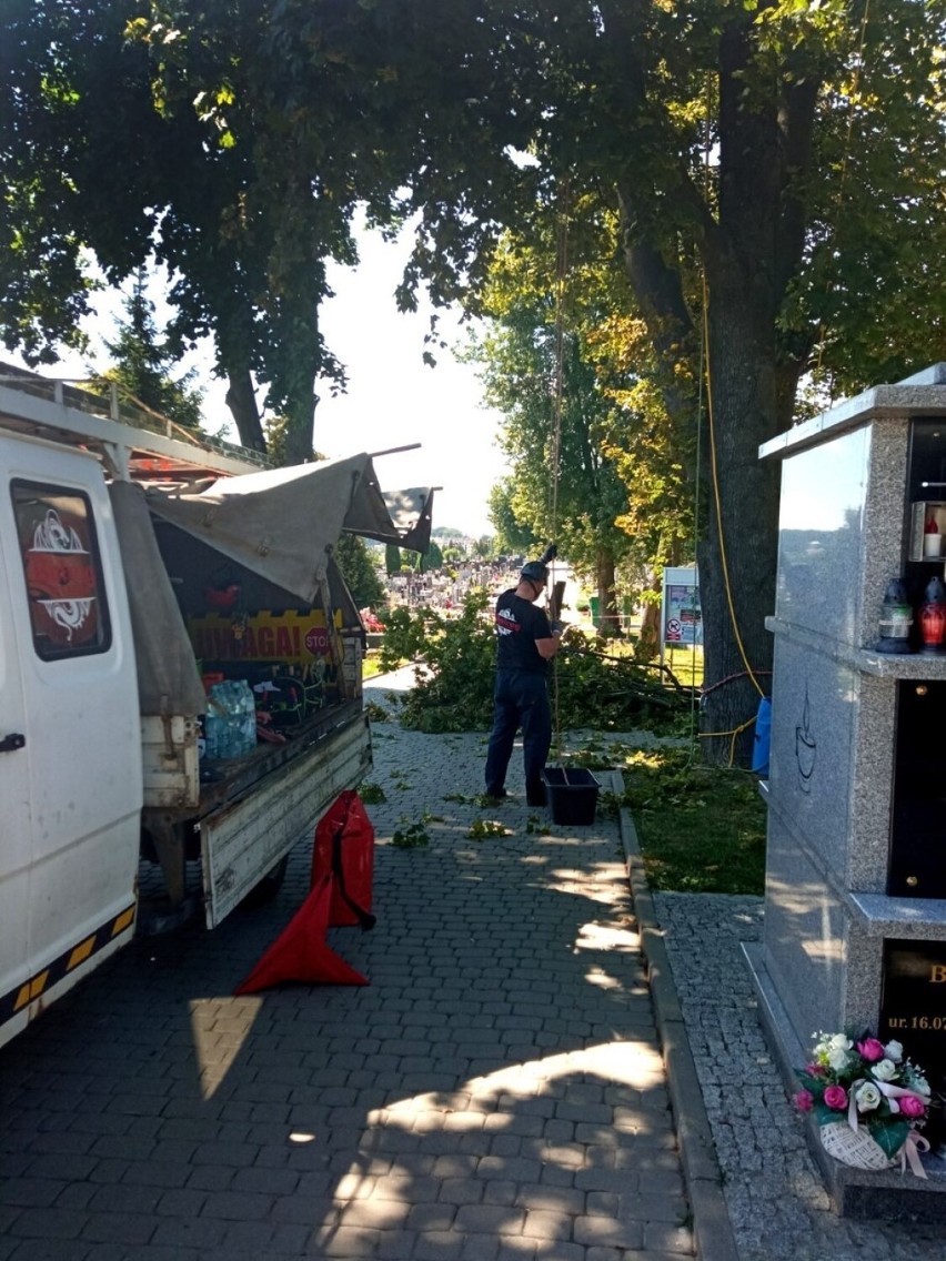Trwa pielęgnacja drzewostanu na Cmentarzu Komunalnym w Sandomierzu. Co zostało zrobione? Zobacz zdjęcia