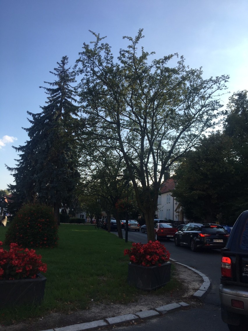 Luboń: Zobacz jak w parafii pod wezwaniem św. Barbary w Luboniu, święcono pojazdy 