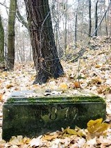 W lesie znajduje się zapomniany cmentarz ewangelicki