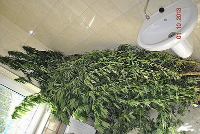 Plantacja marihuany w Gołkowicach zlikwidowana