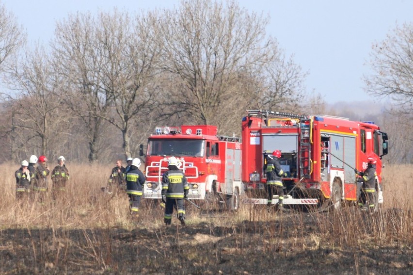 Płonęły trawy w okolicach Szczepowa. Strażacy walczyli z żywiołem. ZDJĘCIA