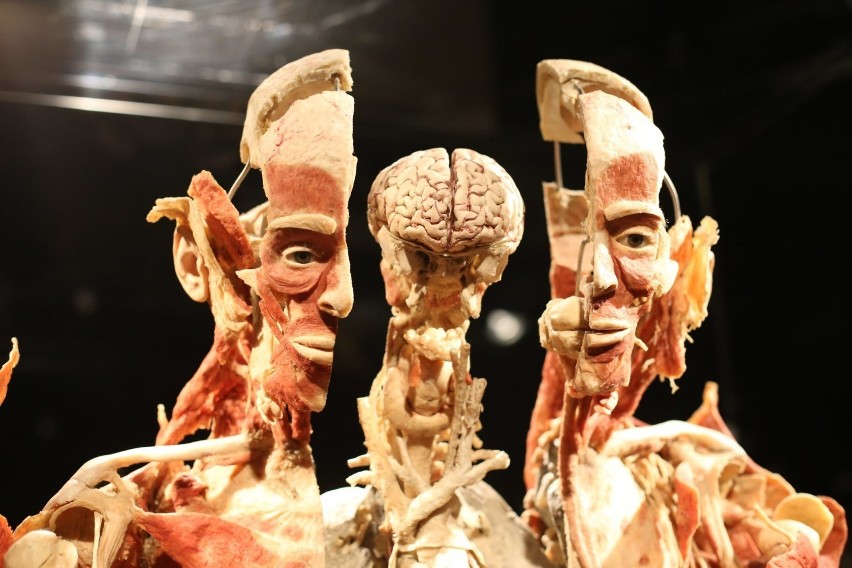 Wystawa BODY WORLDS - VITAL w katowickiem Supersamie
