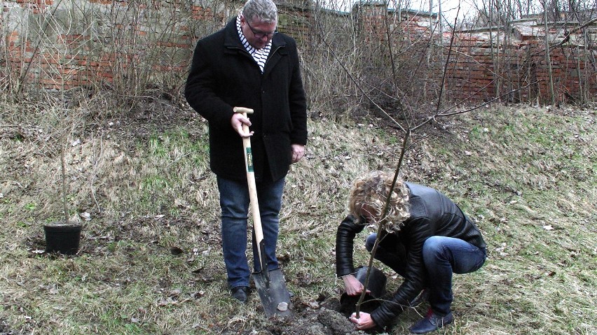 W Kaliszu posadzono kolejne drzewa w ramach akcji "Drzewo...