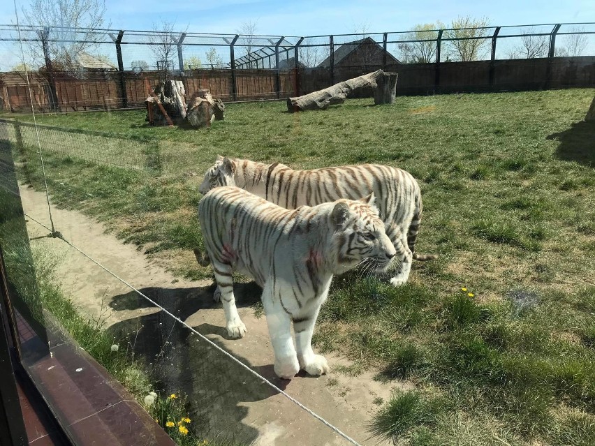 Wiosna w ZOO Safari w Borysewie, zobacz co porabiają krówka Psotka, surykatka Ludwiczek. lwy, tygrysy i inne zwierzęta [ZDJĘCIA I FILMY] 