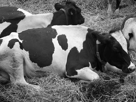 Krowy mają na szyi czujniki sygnalizujące ile jeszcze powinny dostać pokarmu. Fot. SEBASTIAN DZIUK