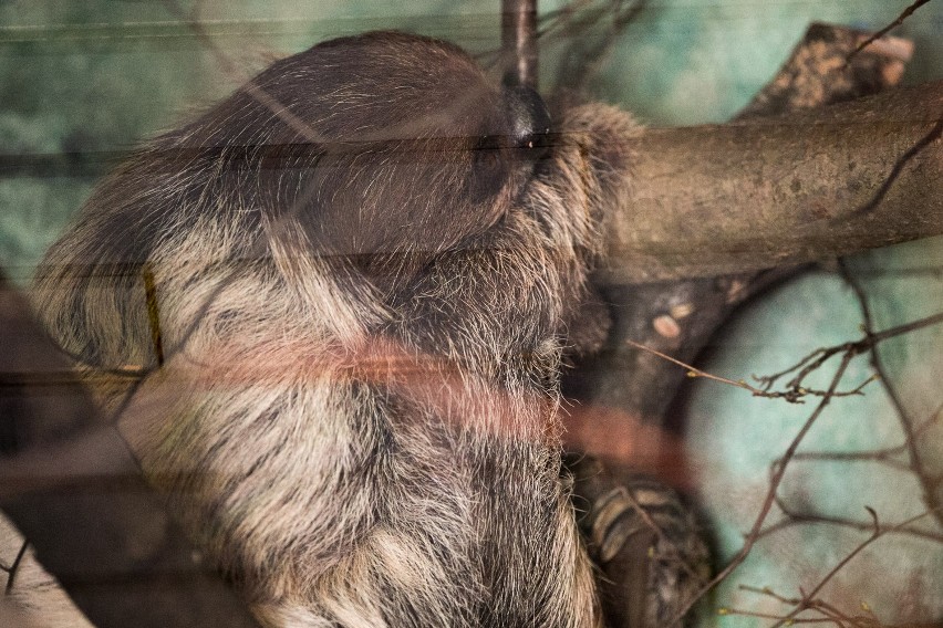 Zoo Kraków: w krakowskim zoo wiosna na całego [ZDJĘCIA]