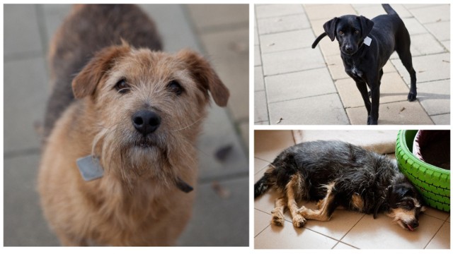 Zobacz zdjęcia zwierzaków, które czekają na adopcję w "Kundelku". Kliknij na obrazek i przejdź do galerii