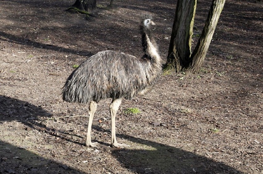 Codziennie w zagrodzie emu pojawia się kilka prawie ...