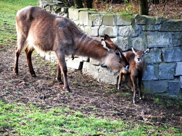 Zwierzęta w zoo korzystają z dobrej pogody i często wychodzą na wybiegi