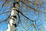 Radny zwraca uwagę na problem suchych drzew: "Wyciąć stare drzewa i nasadzić nowe"