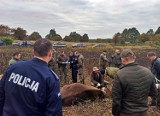 Myśliwy pomylił żubry z dzikami. Padły strzały. Znaleziono dwa martwe zwierzęta