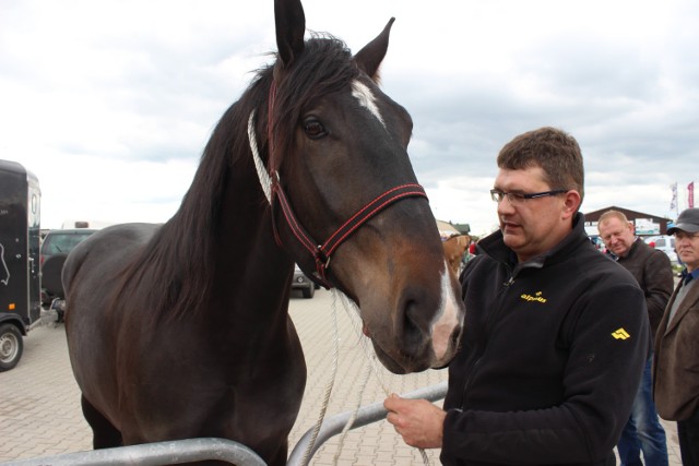 Burmistrz Pajęczna Dariusz Tokarski hoduje kilkanaście rasowych koni
