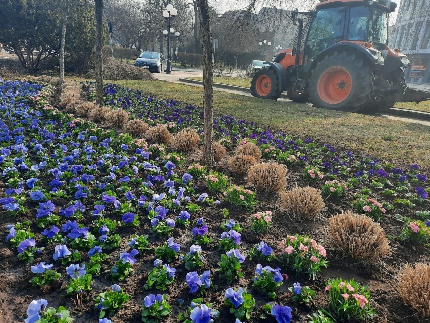 Na wiosenne kwiaty miasto wyda 39 tys. zł.