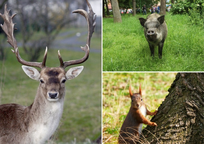 Te zwierzęta możesz spotkać w Legnicy i okolicach. Fascynujące stworzenia, jedne piękne, inne groźne... [ZDJĘCIA]