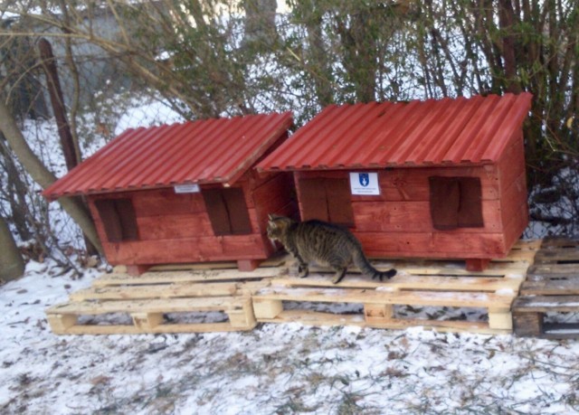 Krynicki TOZ prosi o pomoc. Chodzi domki, które pomogą bezdomnym kotom przetrwać zimę