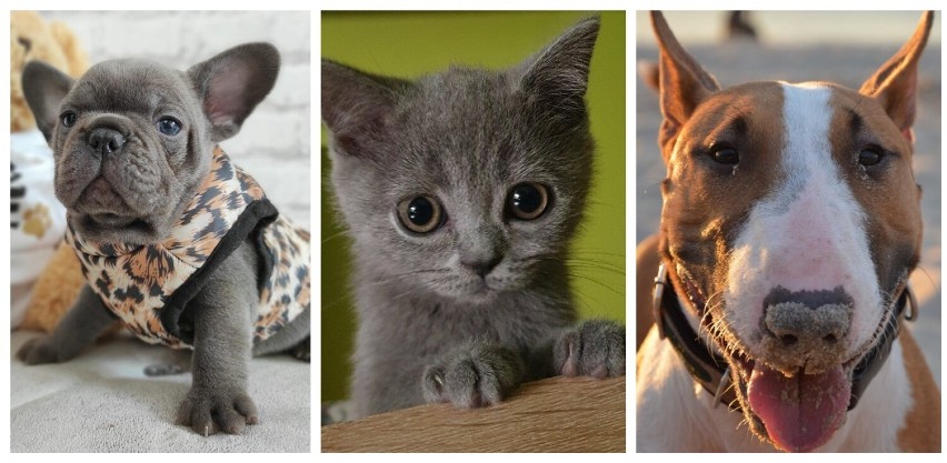 Zdjęcia psów i kotów z powiatu rawickiego biorących udział w plebiscycie na kolejnych slajdach >>>