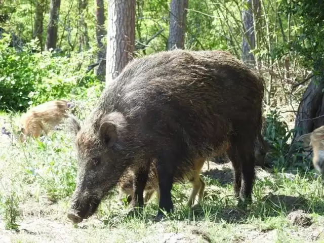 Dziki są nosicielami wirusa niezwykle groźnego dla trzody chlewnej.