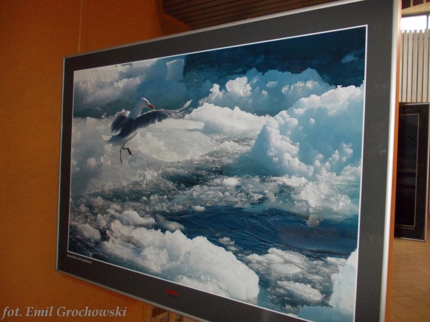 Wystawa Ptaki Spitsbergenu w płockim zoo