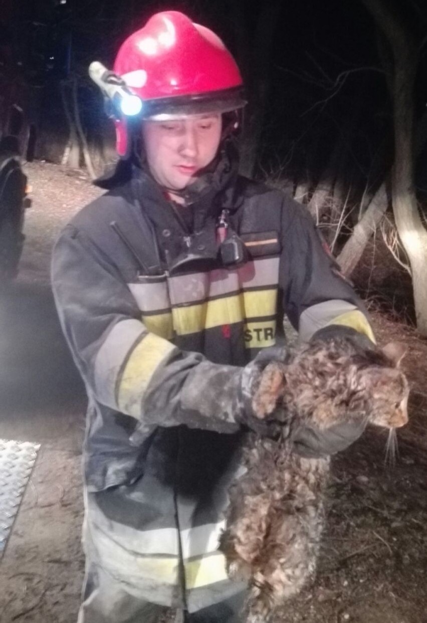 Strażacy z Jastrzębia ratują koty:  tu akcja z 2017 roku,...