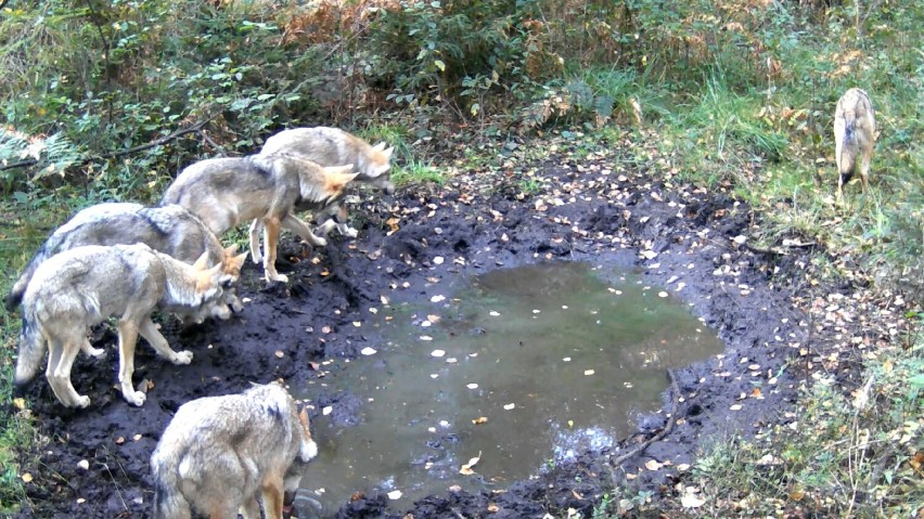 W lesie pod Częstochową żyje rodzina wilków! Niezwykłe nagranie od Leśnego Kawalera
