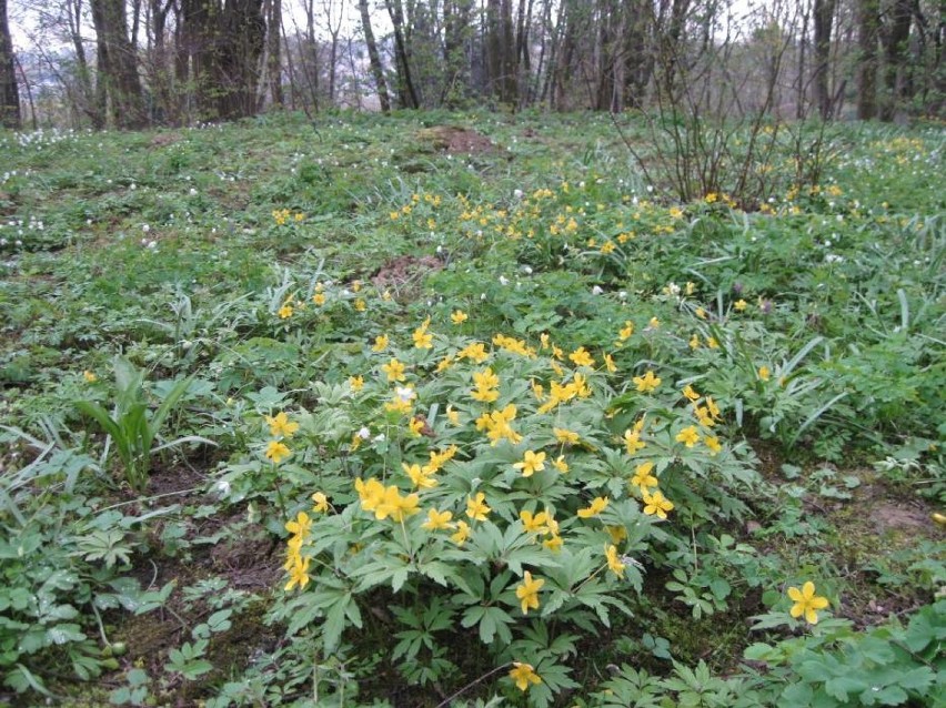 Ogród Botaniczny UMCS w najbliższą niedzielę rozpoczyna kolejny sezon kilkoma atrakcjami 