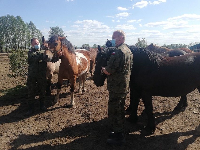 Żołnierze WOT przygotowują pastwiska dla koni w Przemkowskim Parku Krajobrazowym
