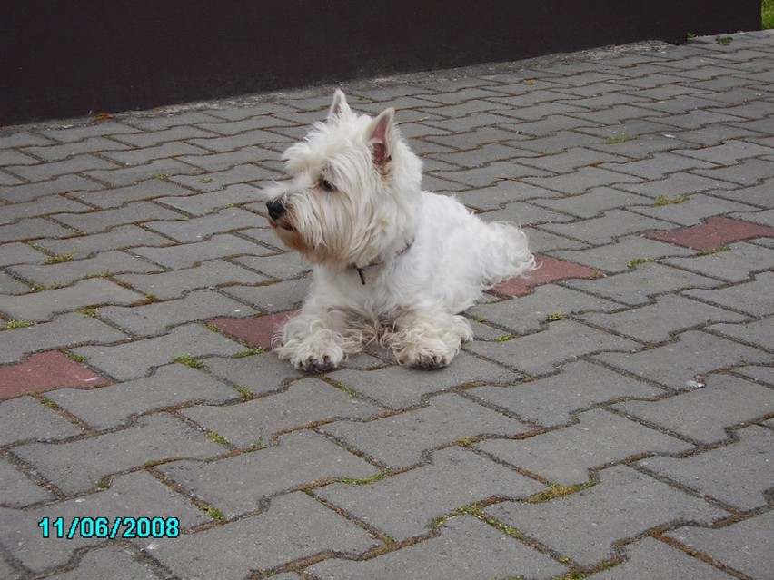 Kalisz: Na Podmiejskiej skradziono psa! Właściciel apeluje o pomoc w odnalezieniu czworonoga. FOTO