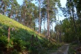 Planowany oprysk lasów Mierzei Wiślanej. Potrzebne konsultacje społeczne - niezalecany środek