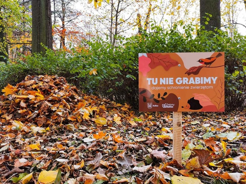 Jeże zadomowiły się w kaliskim Parku Miejskim. ZDJĘCIA