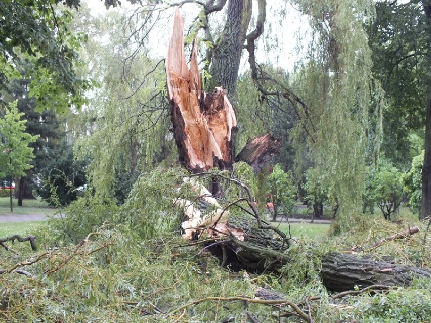 Burza nad Bełchatowem złamała drzewo w parku przy pl....