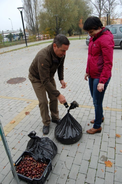 Akcja "Drzewko za kasztany" w Nowym Dworze Gdańskim