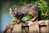 Mysłowice: Uważajcie na zwierzęta! Ktoś truje wolno żyjące koty