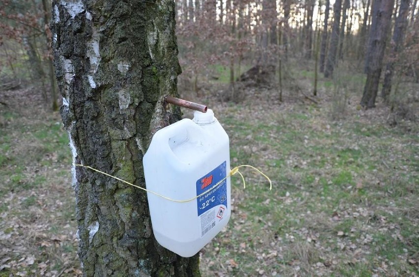 Aparatura do pozyskiwania soku  z brzozy w lesie w Lubinie....