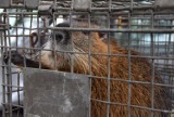 Króliki olbrzymie, nutrie, pierzaste kury. Takie cuda można oglądać w Kalsku. Żywe zwierzęta można oglądać na kiermaszu ogrodniczym| ZDJĘCIA