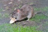 Szczury w gminie Kościan - czy władze zarządzą deratyzację?
