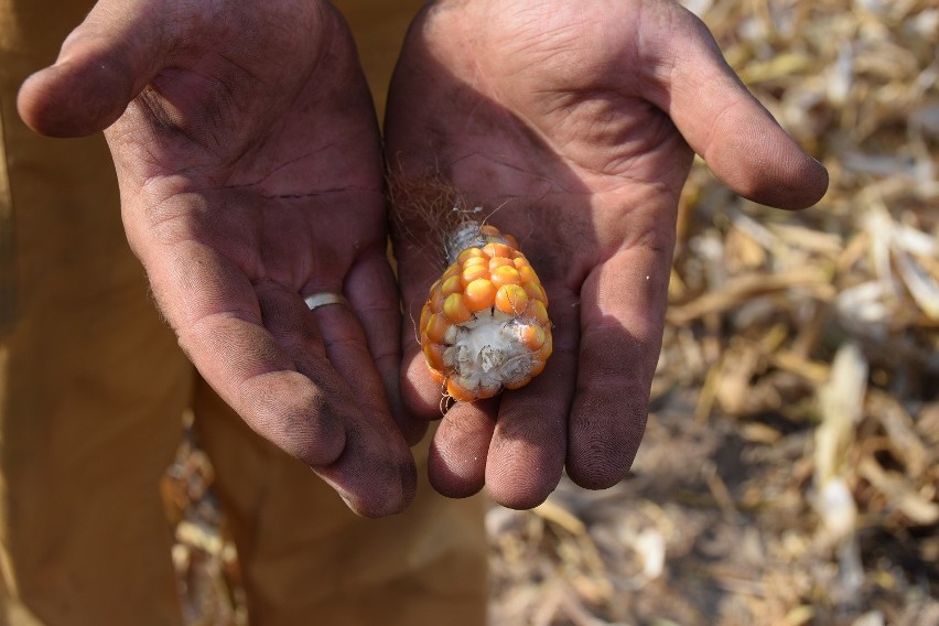 Największa susza od lat zniszczyła plony rolników [ZDJĘCIA]