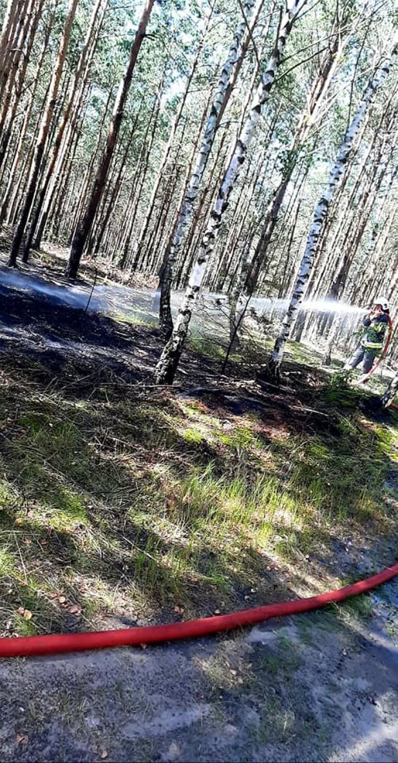 Strażacy gasili pożar lasu. Szybka reakcja powstrzymała żywioł [ZDJĘCIA]