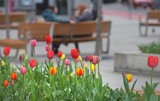 Wiosna zawitała do Katowic, a centrum miasta wypełniło się kolorami. Jak Wam się podoba? Zobaczcie zdjęcia
