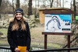 Warszawskie ZOO. Pingwiny dostały w prezencie nową tablicę