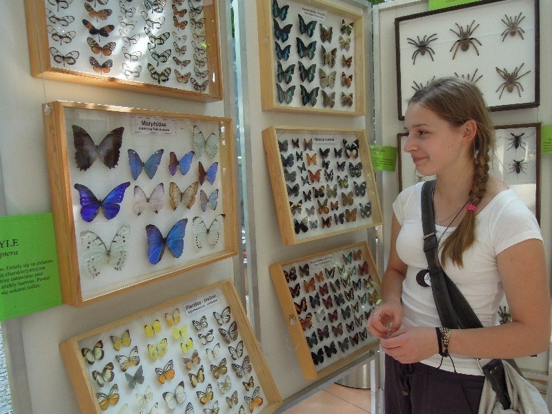 Wystawa motyle i pająki w Palmiarni w Łodzi