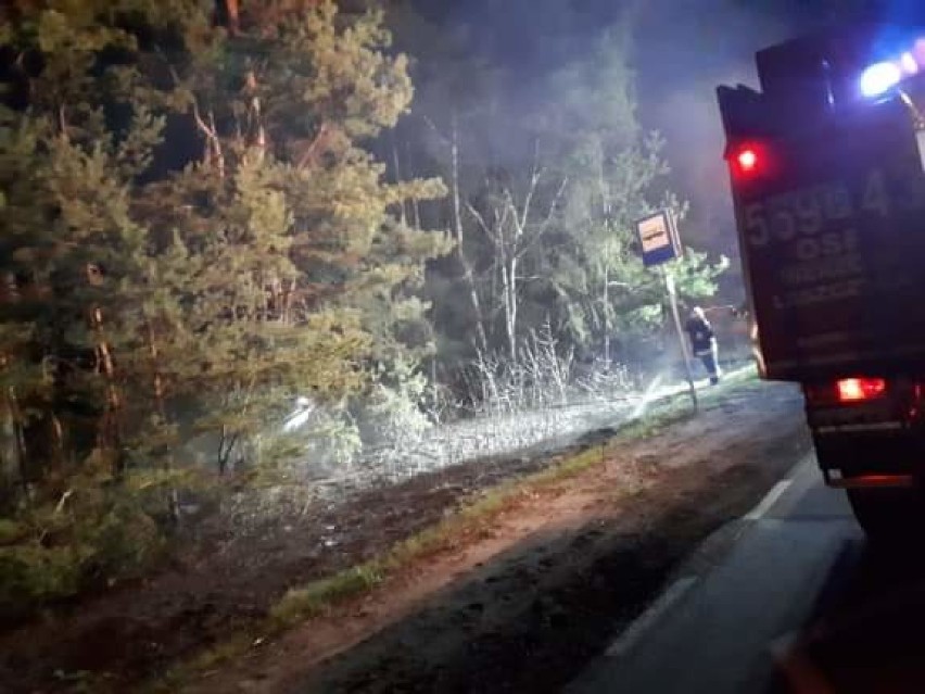 Pożar poszycia leśnego przy drodze wojewódzkiej 443 w gminie Gizałki