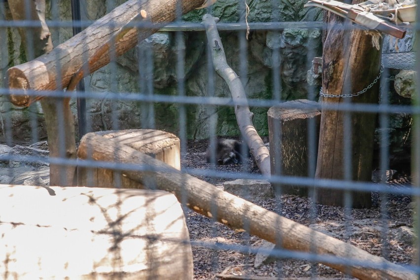 Podopieczni Śląskiego Ogrodu Zoologicznego w Chorzowie mają...