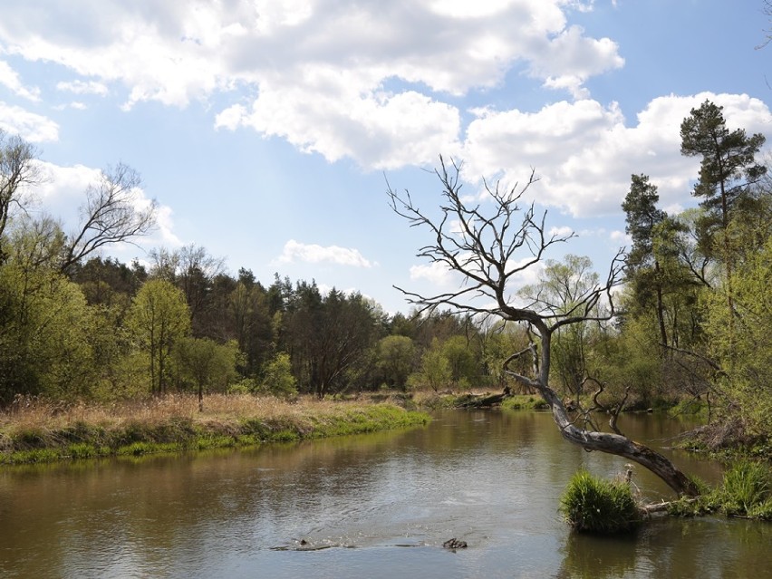 Era Travel zaprasza do "krainy bobrów". Kolejny pomysł na wycieczkę w okolicach Radomska