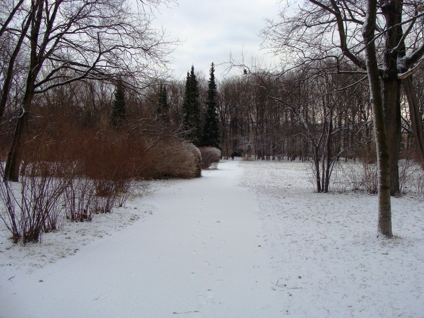 Śnieżna zima w Łazienkach Królewskich. Zobacz galerię zdjęć