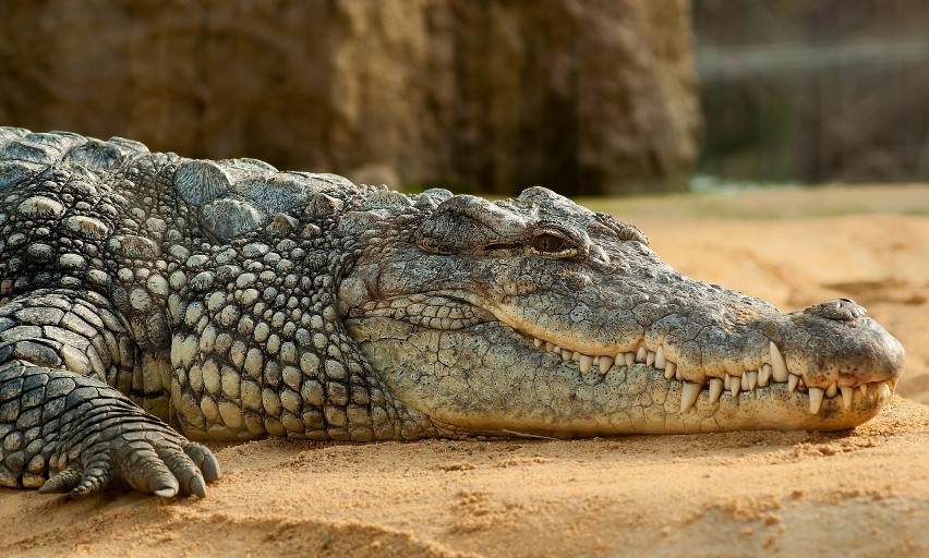 4. Odchody krokodyla

W starożytnym Egipcie popularnym...