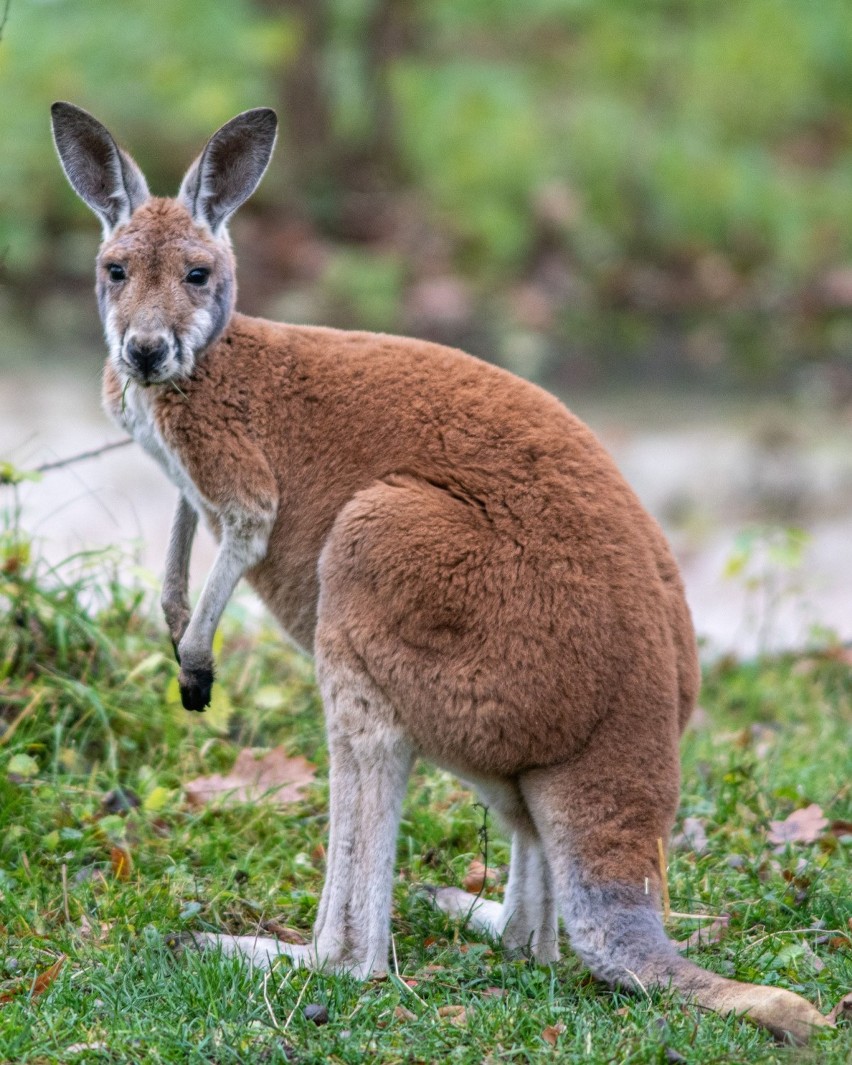 Nowe zwierzęta przyjechały do łódzkiego zoo. Kangur z Pragi, wikunie z Danii, pingwiny z Płocka